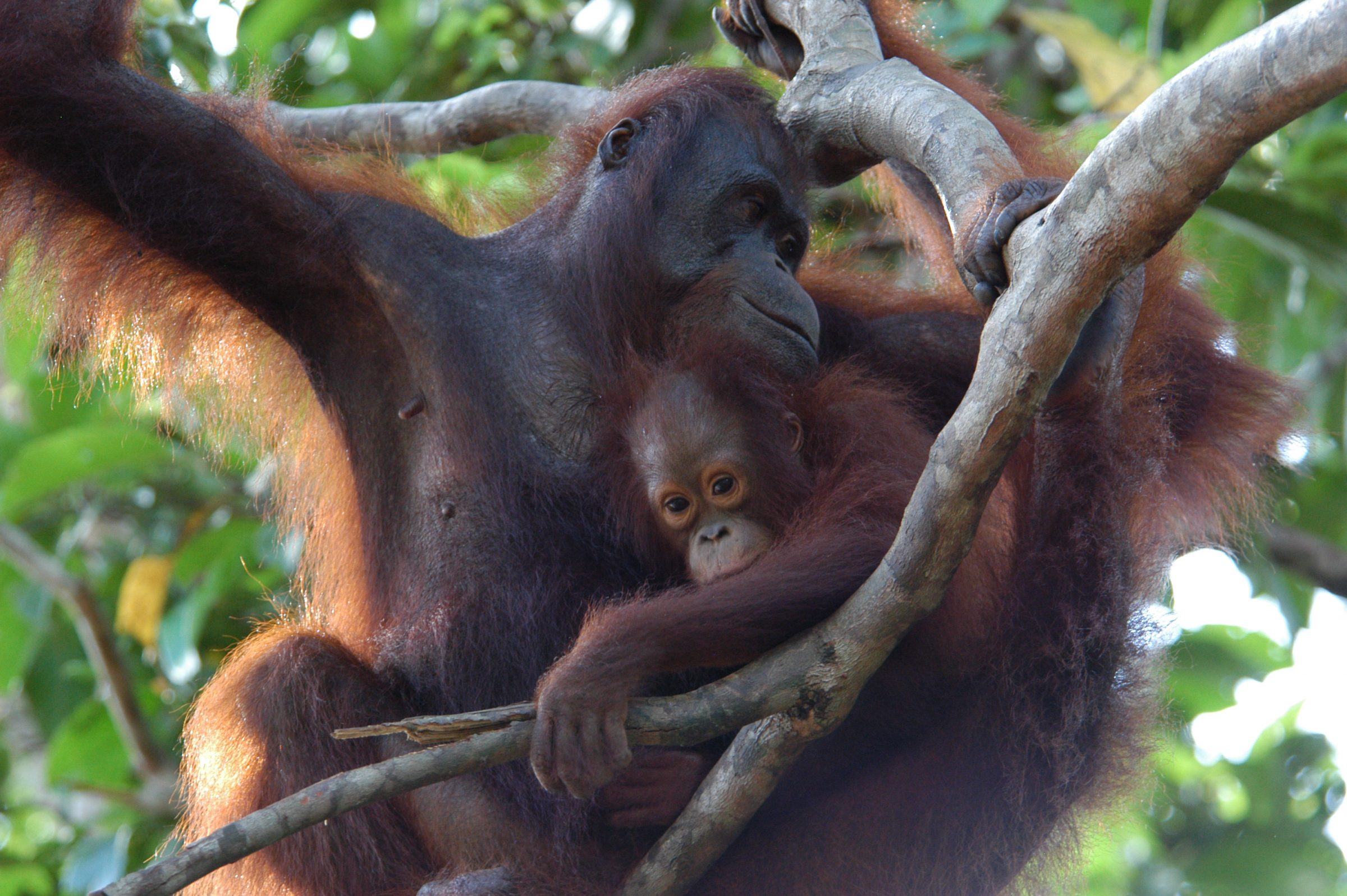 orangutan mother and child