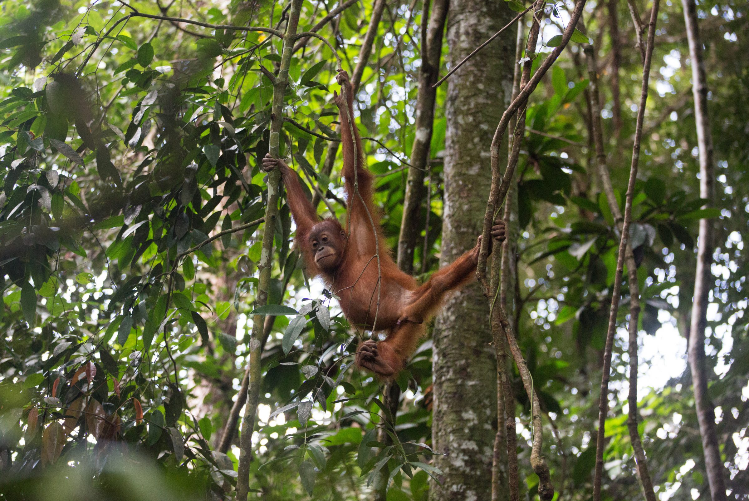 sumatran orangutan