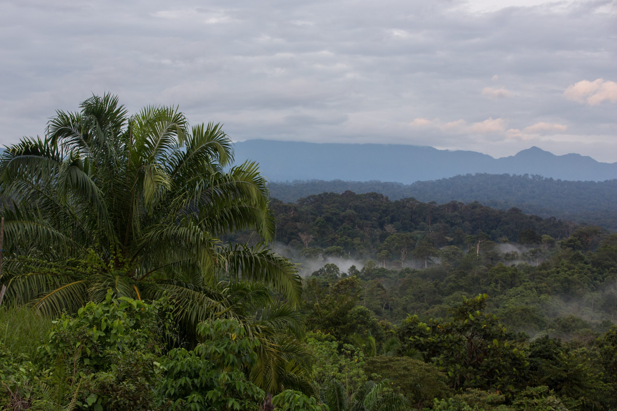 restoration forest