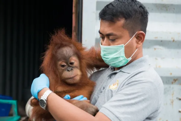 Panut Hadisiswoyo of the Medan-based Orangutan Information Centre (OIC) in Indonesia.