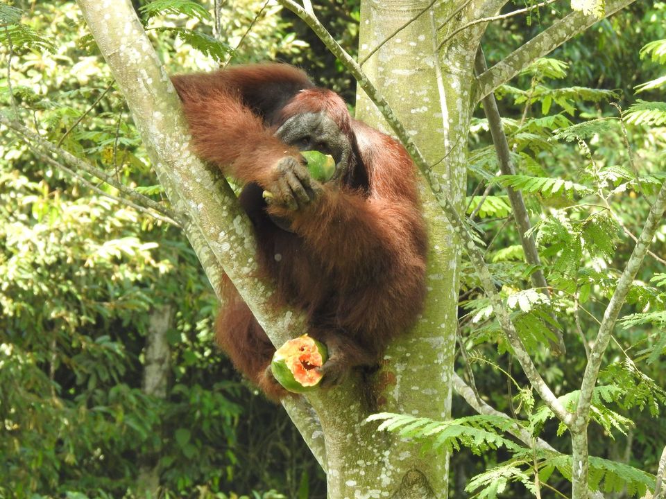CAN Borneo